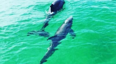 Dolphins swimming in the emerald water off Destin, Florida